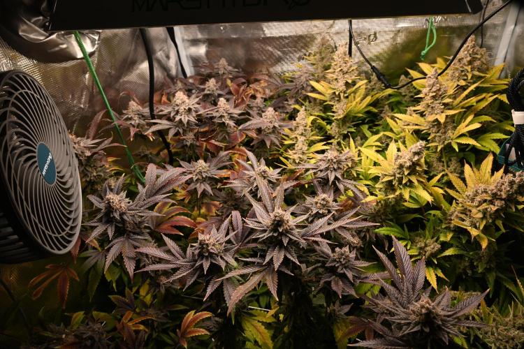 Mother Run! Ocean OG & Bubba Kush. Week 9