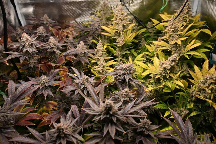 Mother Run! Ocean OG & Bubba Kush. Week 9