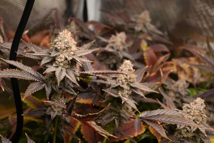 Mother Run! Ocean OG & Bubba Kush. Week 9