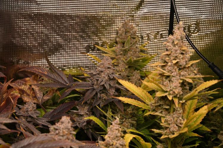Mother Run! Ocean OG & Bubba Kush. Week 9