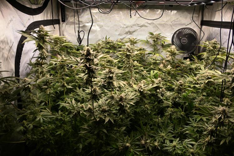 Ocean OG by Robin Hood Seeds - DWC. Week 7