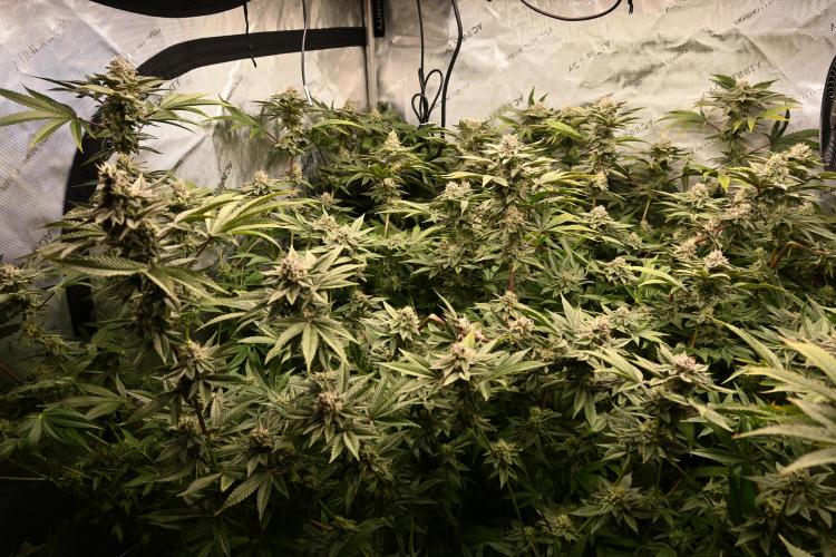 Ocean OG by Robin Hood Seeds - DWC. Week 7