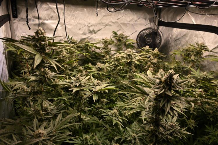 Ocean OG by Robin Hood Seeds - DWC. Week 7