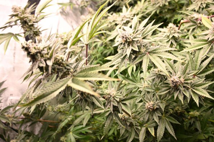Ocean OG by Robin Hood Seeds - DWC. Week 7