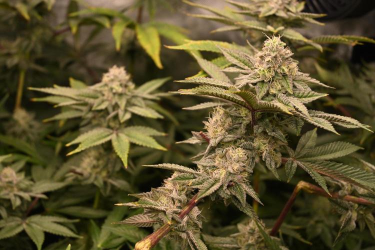 Ocean OG by Robin Hood Seeds - DWC. Week 7