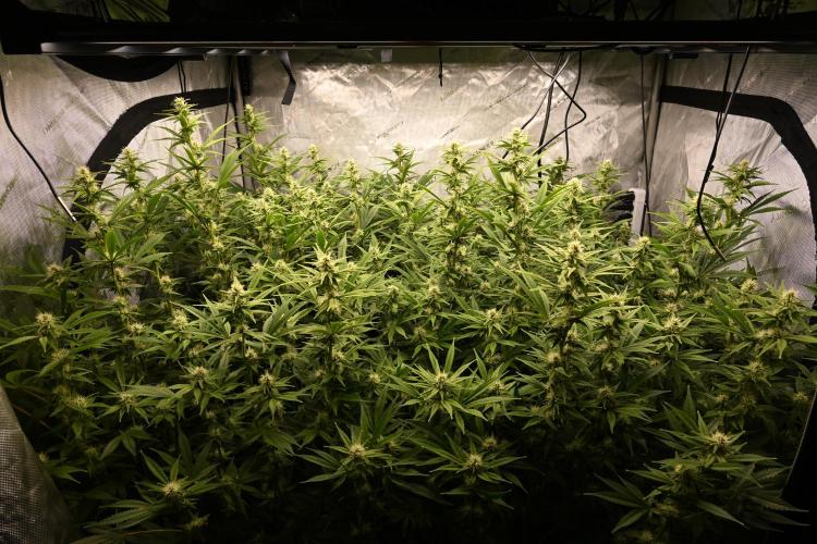 Bubba Kush by Seedsman - DWC. Week 7