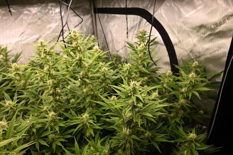 Bubba Kush by Seedsman - DWC. Week 7