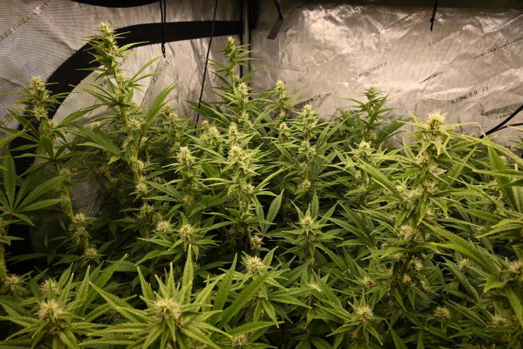 Bubba Kush by Seedsman - DWC. Week 7