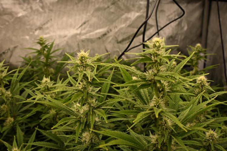 Bubba Kush by Seedsman - DWC. Week 7