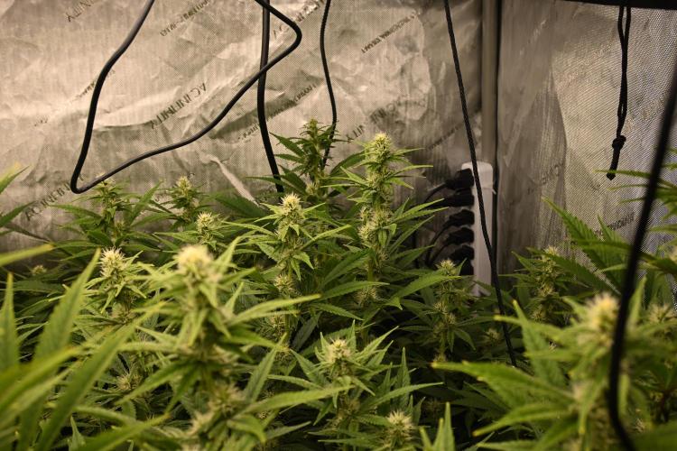 Bubba Kush by Seedsman - DWC. Week 7