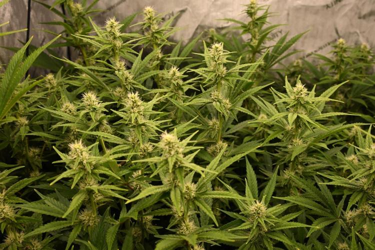 Bubba Kush by Seedsman - DWC. Week 7