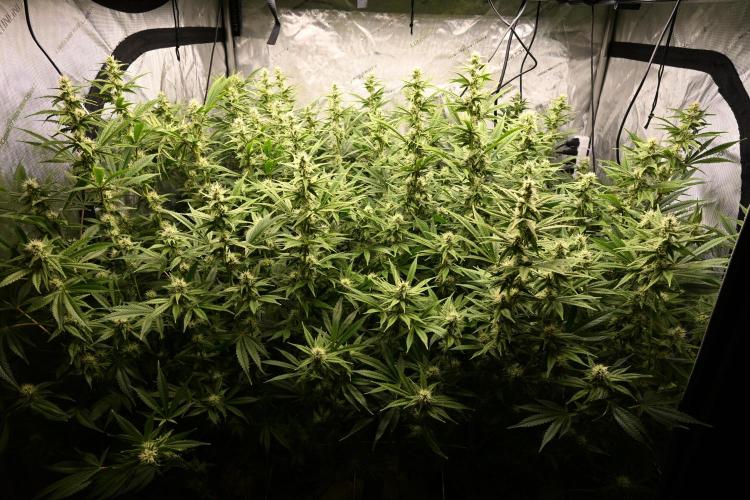 Bubba Kush by Seedsman - DWC. Week 8