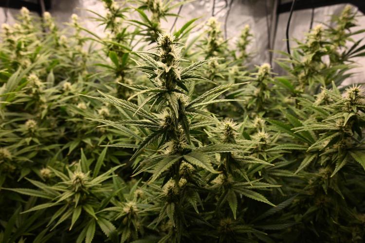 Bubba Kush by Seedsman - DWC. Week 8