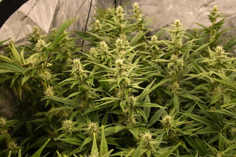 Bubba Kush by Seedsman - DWC. Week 8