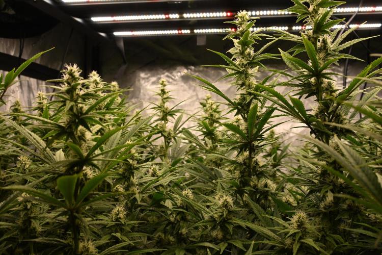 Bubba Kush by Seedsman - DWC. Week 8