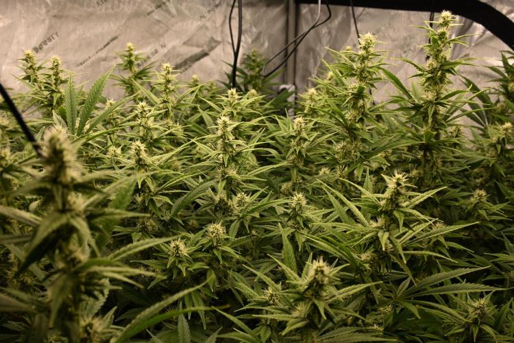 Bubba Kush by Seedsman - DWC. Week 8