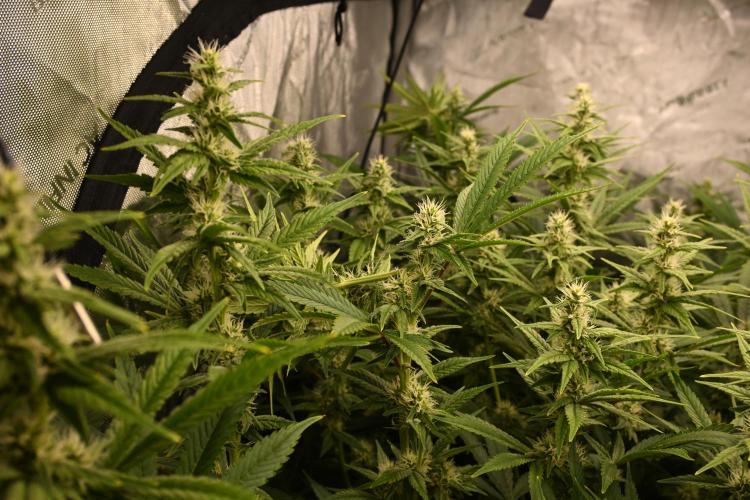 Bubba Kush by Seedsman - DWC. Week 8