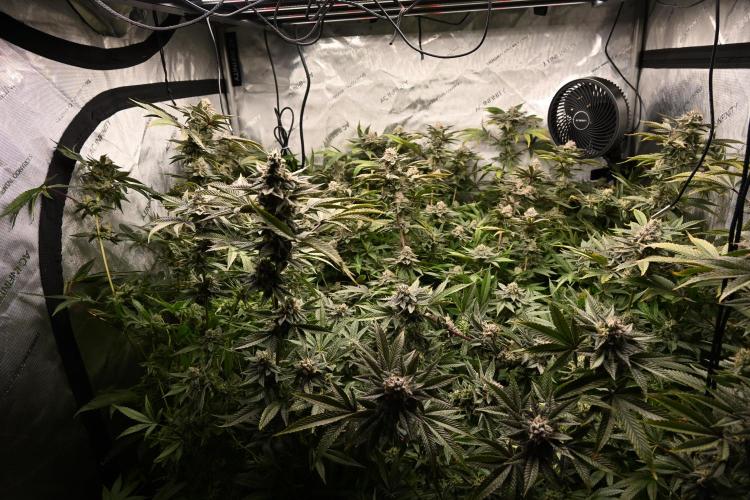 Ocean OG by Robin Hood Seeds - DWC. Week 8