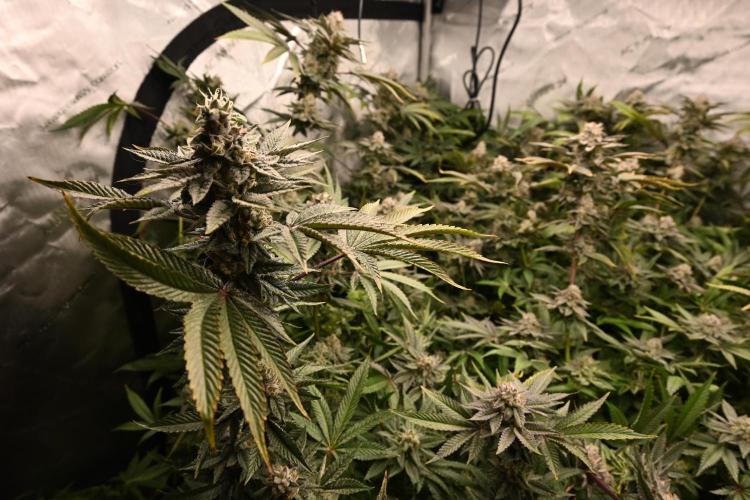 Ocean OG by Robin Hood Seeds - DWC. Week 8