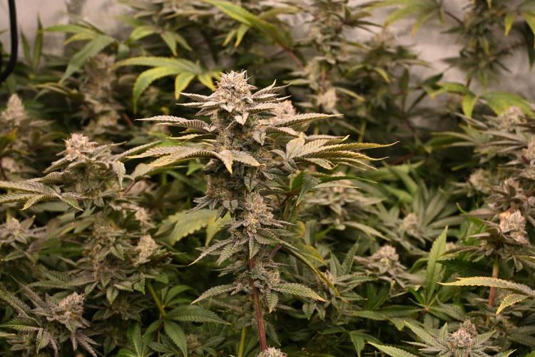 Ocean OG by Robin Hood Seeds - DWC. Week 8