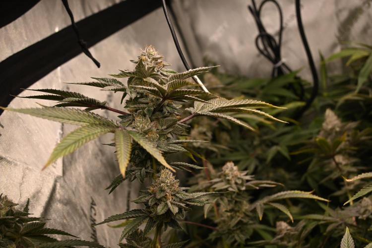 Ocean OG by Robin Hood Seeds - DWC. Week 8