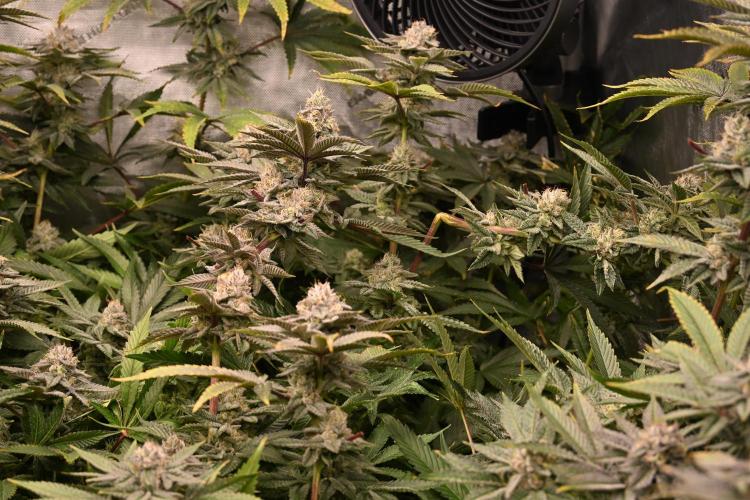 Ocean OG by Robin Hood Seeds - DWC. Week 8