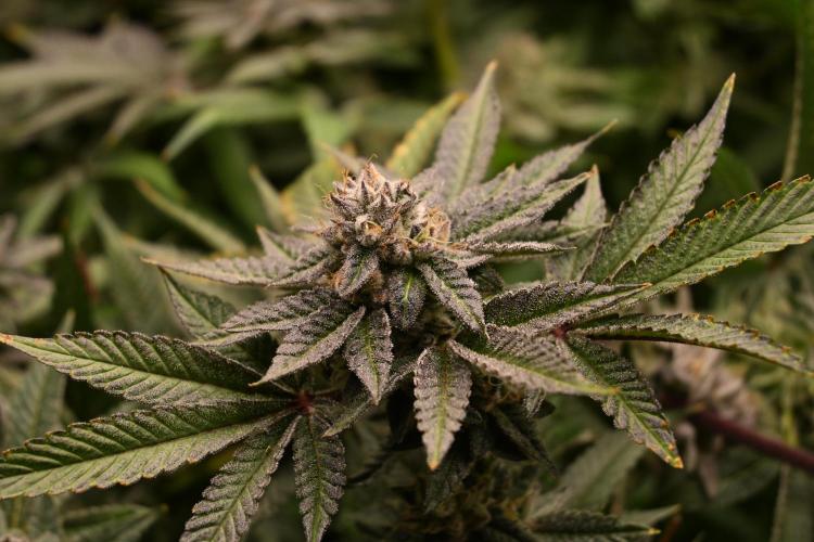 Ocean OG by Robin Hood Seeds - DWC. Week 8