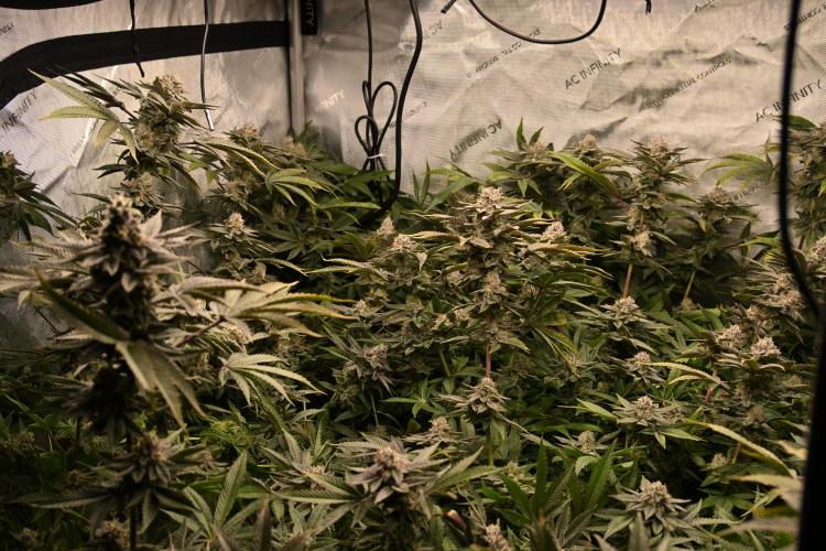 Ocean OG by Robin Hood Seeds - DWC. Week 8