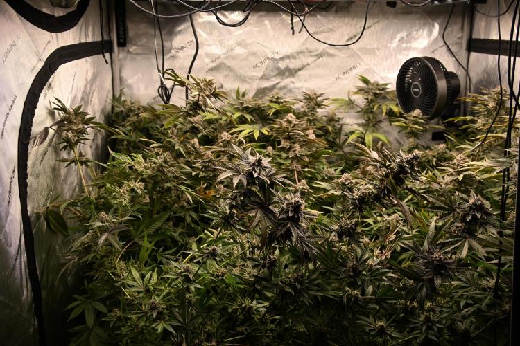Ocean OG by Robin Hood Seeds - DWC. Week 9