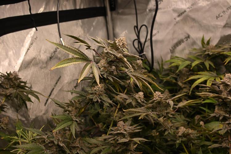 Ocean OG by Robin Hood Seeds - DWC. Week 9