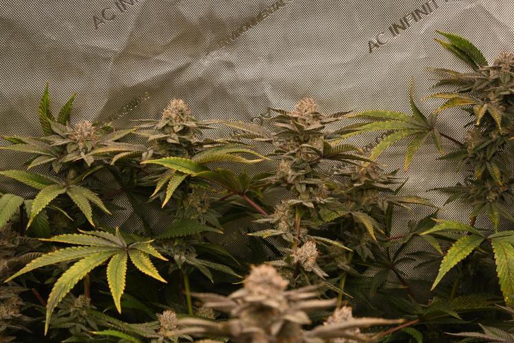Ocean OG by Robin Hood Seeds - DWC. Week 9