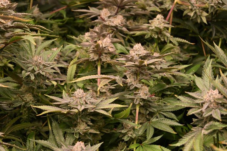 Ocean OG by Robin Hood Seeds - DWC. Week 9
