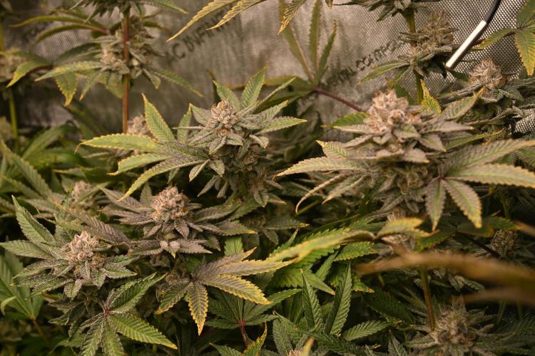 Ocean OG by Robin Hood Seeds - DWC. Week 9
