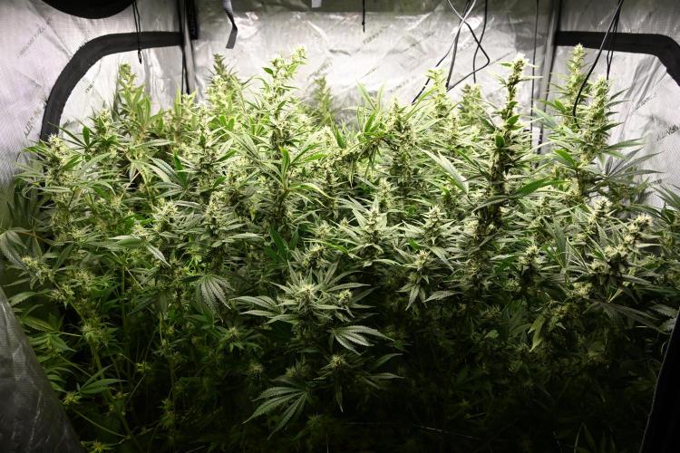 Bubba Kush by Seedsman - DWC. Week 9