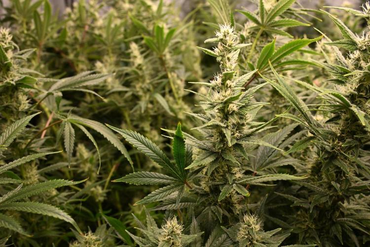 Bubba Kush by Seedsman - DWC. Week 9
