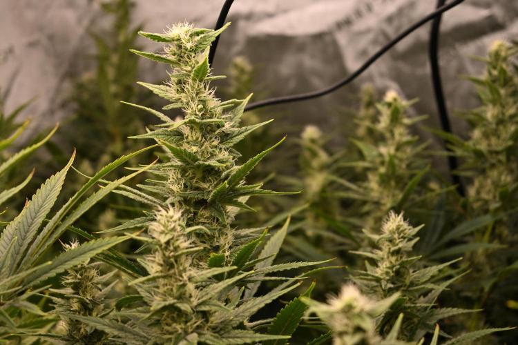 Bubba Kush by Seedsman - DWC. Week 9