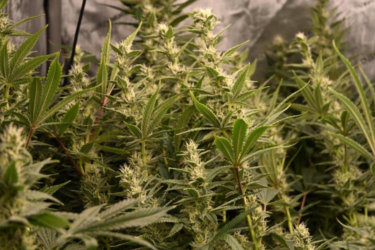 Bubba Kush by Seedsman - DWC. Week 9