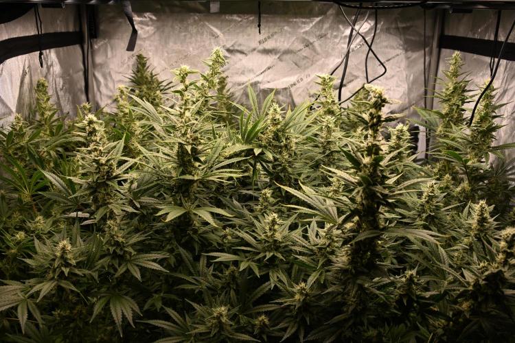 Bubba Kush by Seedsman - DWC. Week 9