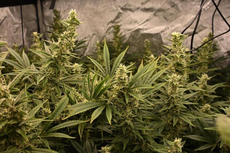 Bubba Kush by Seedsman - DWC. Week 9