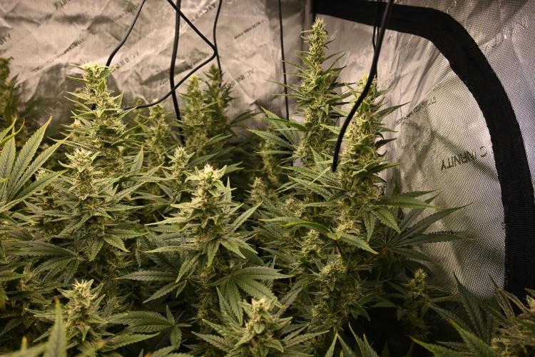 Bubba Kush by Seedsman - DWC. Week 9