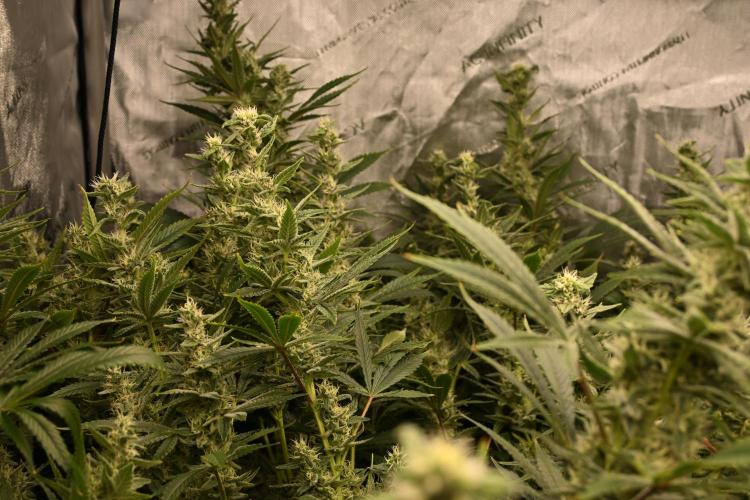Bubba Kush by Seedsman - DWC. Week 9