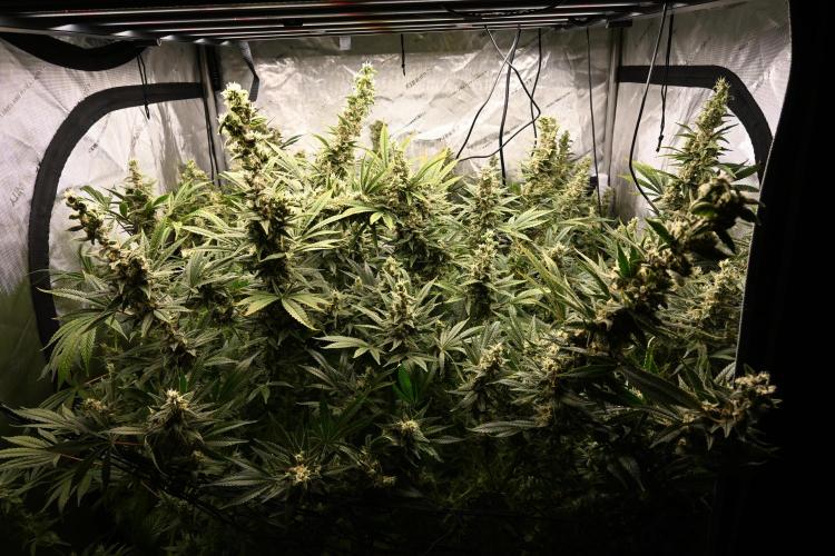 Bubba Kush by Seedsman - DWC. Week 11
