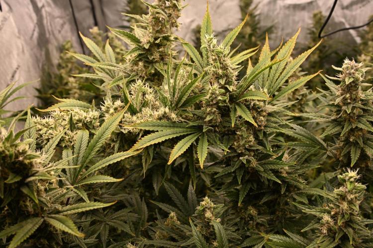 Bubba Kush by Seedsman - DWC. Week 11