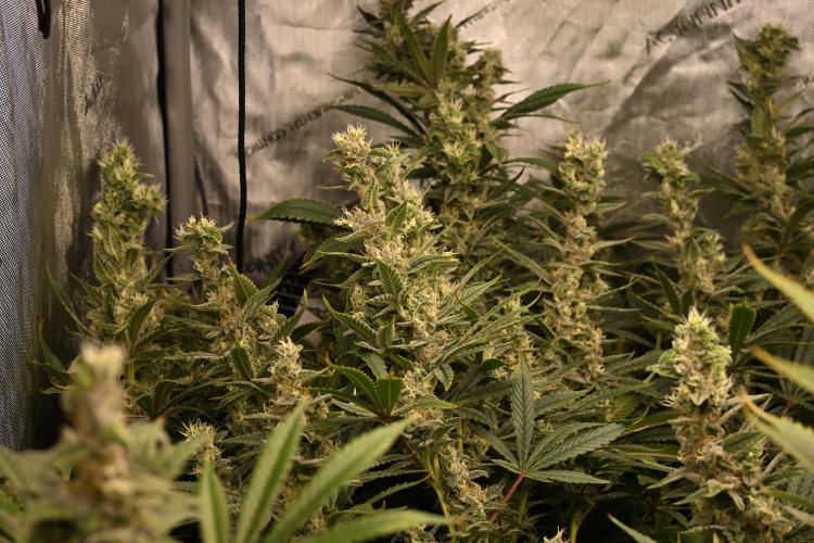 Bubba Kush by Seedsman - DWC. Week 11
