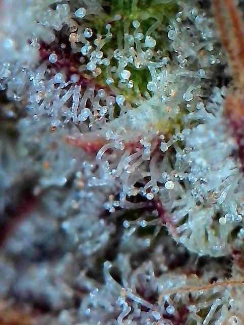 Mother Run! Ocean OG & Bubba Kush. Week 10