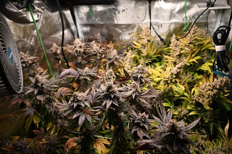 Mother Run! Ocean OG & Bubba Kush. Week 10