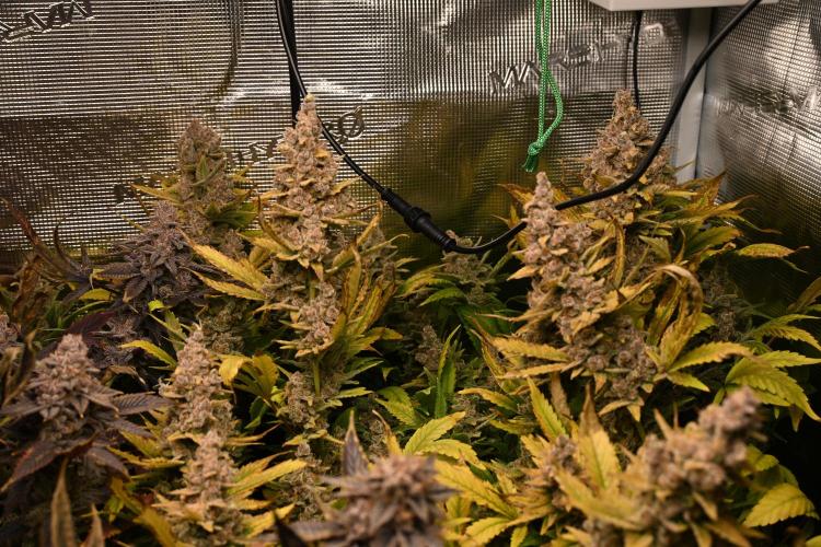 Mother Run! Ocean OG & Bubba Kush. Week 10