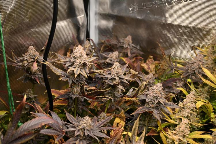 Mother Run! Ocean OG & Bubba Kush. Week 10