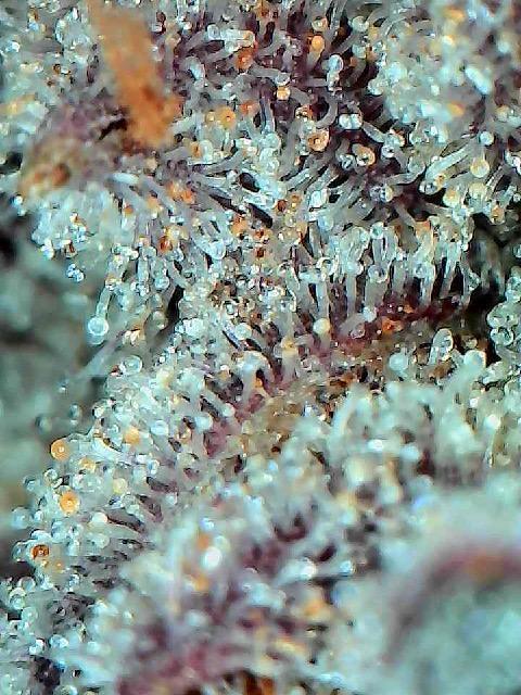 Mother Run! Ocean OG & Bubba Kush. Week 10