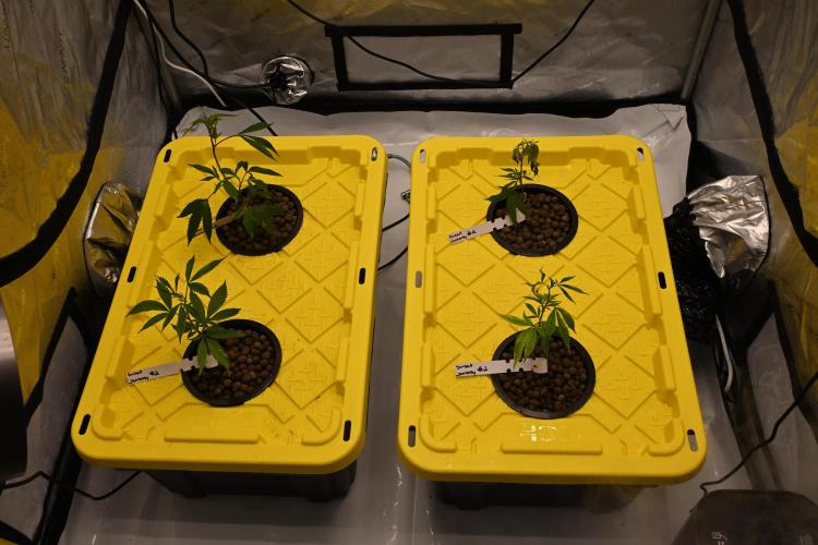 Sweet Jealousy by Elev8 Seeds. Week 1